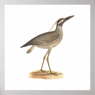 De Gele Night Heron (Ardea violacea) Poster
