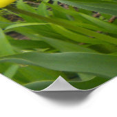 De gele Tulpen Poster (Hoek)