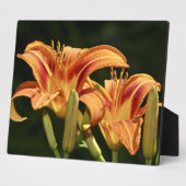 de geledingen van het gebied fotoplaat (Zijkant)