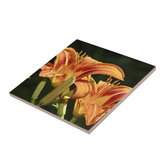 de geledingen van het gebied tegeltje (Zijkant)