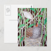 De gemeenschappelijke koekoek briefkaart (Voorkant / Achterkant)