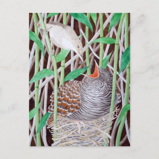 De gemeenschappelijke koekoek briefkaart (Voorkant)