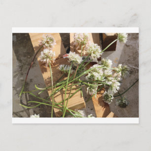 De geplukte Bloemen van de Lente Briefkaart