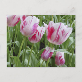 De Gestreepte Tulpen van de pepermunt Briefkaart