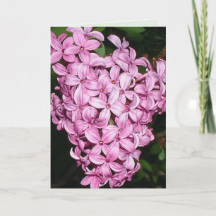 De geur van lilacs kaart