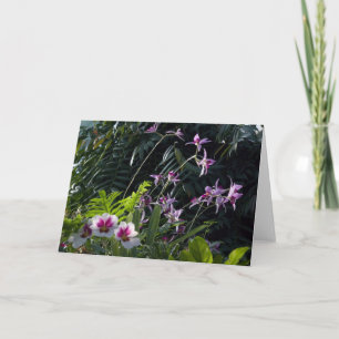 De Gevlekte Orchideeën van de zon Kaart