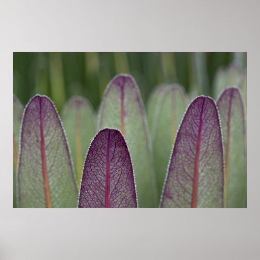 De Giant Lobelias | Rwenzoris Poster (Voorkant)