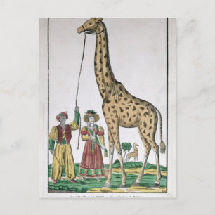 De Giraffe die aan Koning van Pasja van Briefkaart