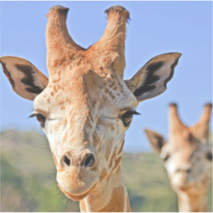 De Giraffe staat dicht bij een blauwe hemel Sticker