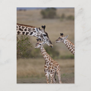 De Giraffe van Maasai (Giraffe Tippelskirchi) Briefkaart