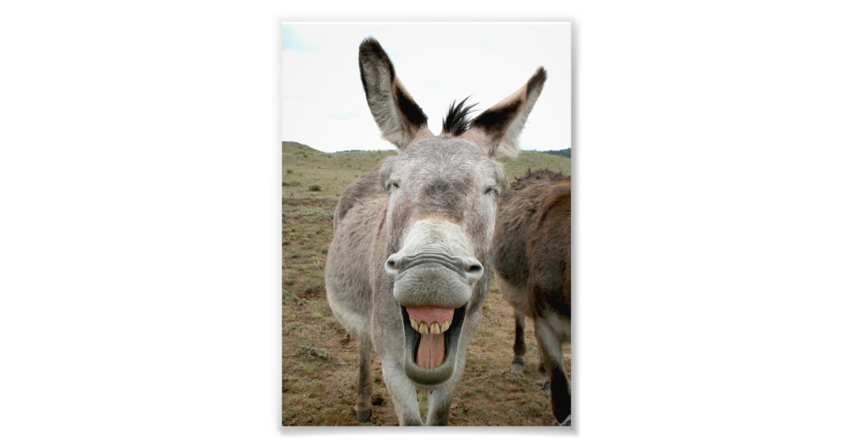De Glimlach Van De Ezel Foto Afdruk Zazzle Be