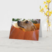 De goede Kaart van de Pompoen van Rufus Chihuahua (Gele Bloem)