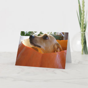 De goede Kaart van de Pompoen van Rufus Chihuahua