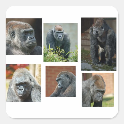 De Gorilla Troop Vierkante Sticker (Voorkant)