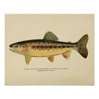 De gouden forel van Soda Creek, Californië Perfect Poster
