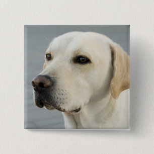 De Gouden Labrador Vierkante Button 5,1 Cm