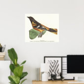 De gouden of Baltimore Oriole (Icterus galbula) Poster (Thuiskantoor)