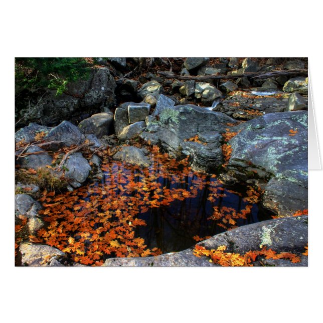 De gouden pool (Voorkant Horizontaal)
