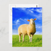 De gouden schapen. briefkaart (Voorkant / Achterkant)