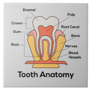 De Grafiek van de Anatomie van de tand Tegeltje