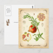 De granaatappel - illustratie briefkaart (Voorkant / Achterkant)