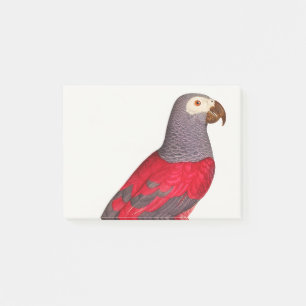 De grijze rode papegaai, Psittacus erithacus Post-it® Notes