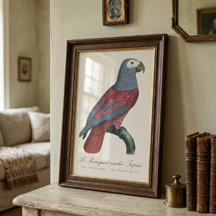 De grijze tapirparkiet foto afdruk