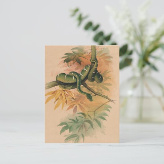 De Groene Boa van Joseph Wolf Briefkaart (Staand voorkant)