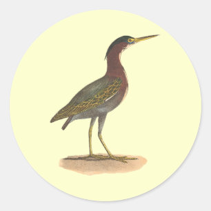De Groene Heron of Poke (Ardea virescens) Ronde Sticker