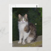 De Groene Ogen van de kat met Glimworm Briefkaart (Voorkant / Achterkant)