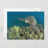 De Groene Zee schildpad (Chelonia mydas) is de 2 Briefkaart (Voorkant / Achterkant)