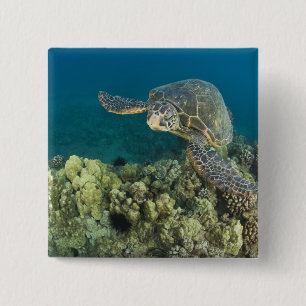 De Groene Zee schildpad (Chelonia mydas) is de 2 Vierkante Button 5,1 Cm