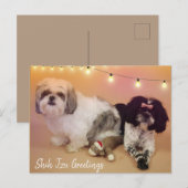 De groeten van Shih Tzu Briefkaart (Voorkant / Achterkant)