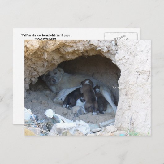 De grot briefkaart (Voorkant / Achterkant)