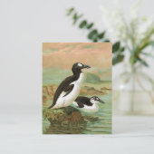 De grote Auk  vogelillustratie Briefkaart (Staand voorkant)