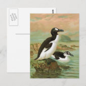 De grote Auk  vogelillustratie Briefkaart (Voorkant / Achterkant)