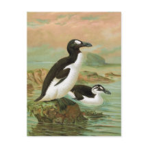 De grote Auk  vogelillustratie