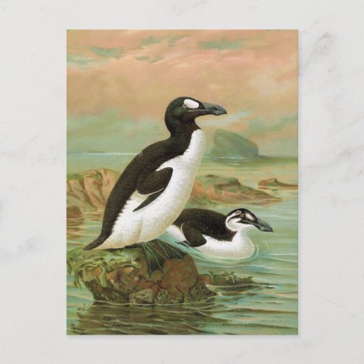 De grote Auk  vogelillustratie Briefkaart (Voorkant)