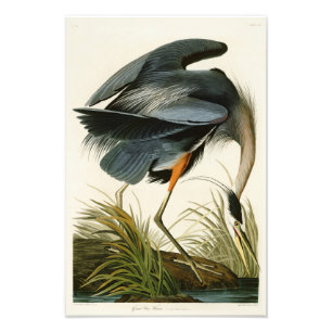 De Grote Blauwe Heron John Audubon Birds of Americ Foto Afdruk