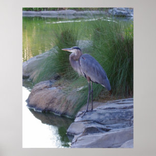 De grote blauwe Heron Poster