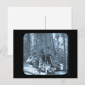 De grote bomen van Mariposa Grove Briefkaart (Voorkant / Achterkant)