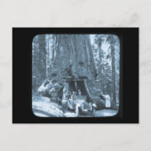 De grote bomen van Mariposa Grove Briefkaart (Voorkant)