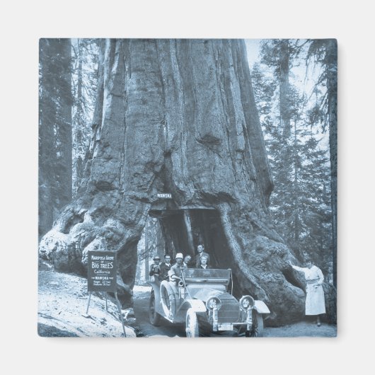 De grote bomen van Mariposa Grove Magneet (Voorkant)