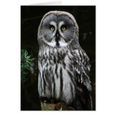 De grote grijze uil GCA (Voorkant)