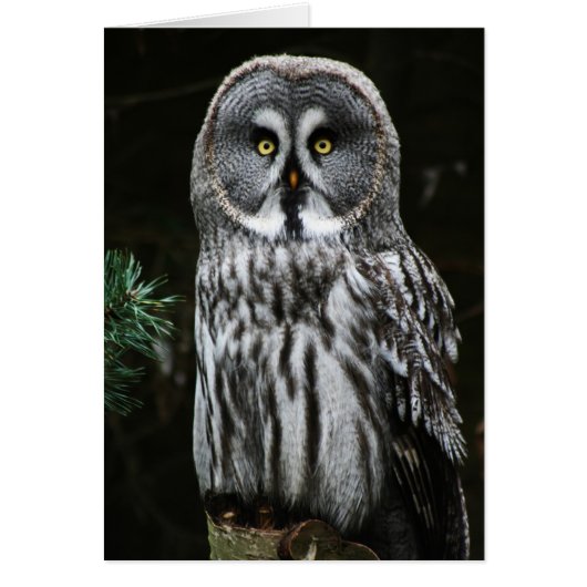 De grote grijze uil GCA (Voorkant)
