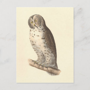 De Grote Grijze Uil (Strix nebulosa) NY Vogel Afbe Briefkaart