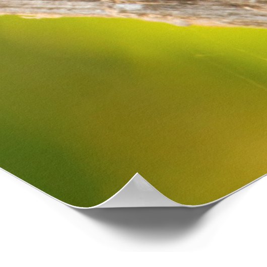 De grote Kiskadee belt vanuit de baard Poster (Hoek)