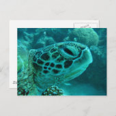 De grote Schildpad van het Barrièrerif Briefkaart (Voorkant / Achterkant)