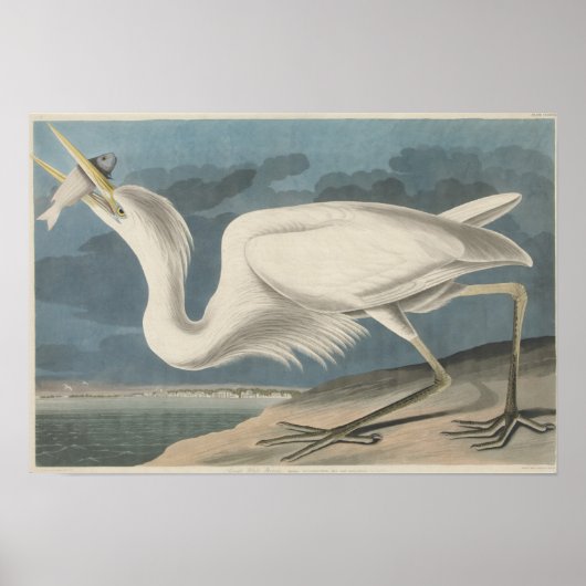 De Grote Witte Heron Poster (Voorkant)