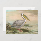 De grote Witte Illustratie van de Vogel van de Briefkaart (Voorkant / Achterkant)